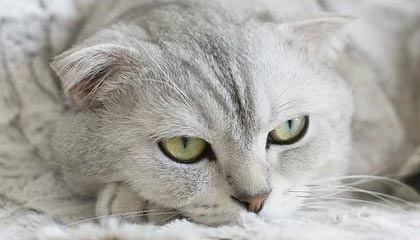 AYX SPORTS-“福乐球激战！新都香城体育中心热力四射”