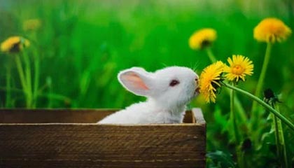 爱游戏-体操世界杯中，张博恒完成高难动作技惊四座，张博恒体操世锦赛