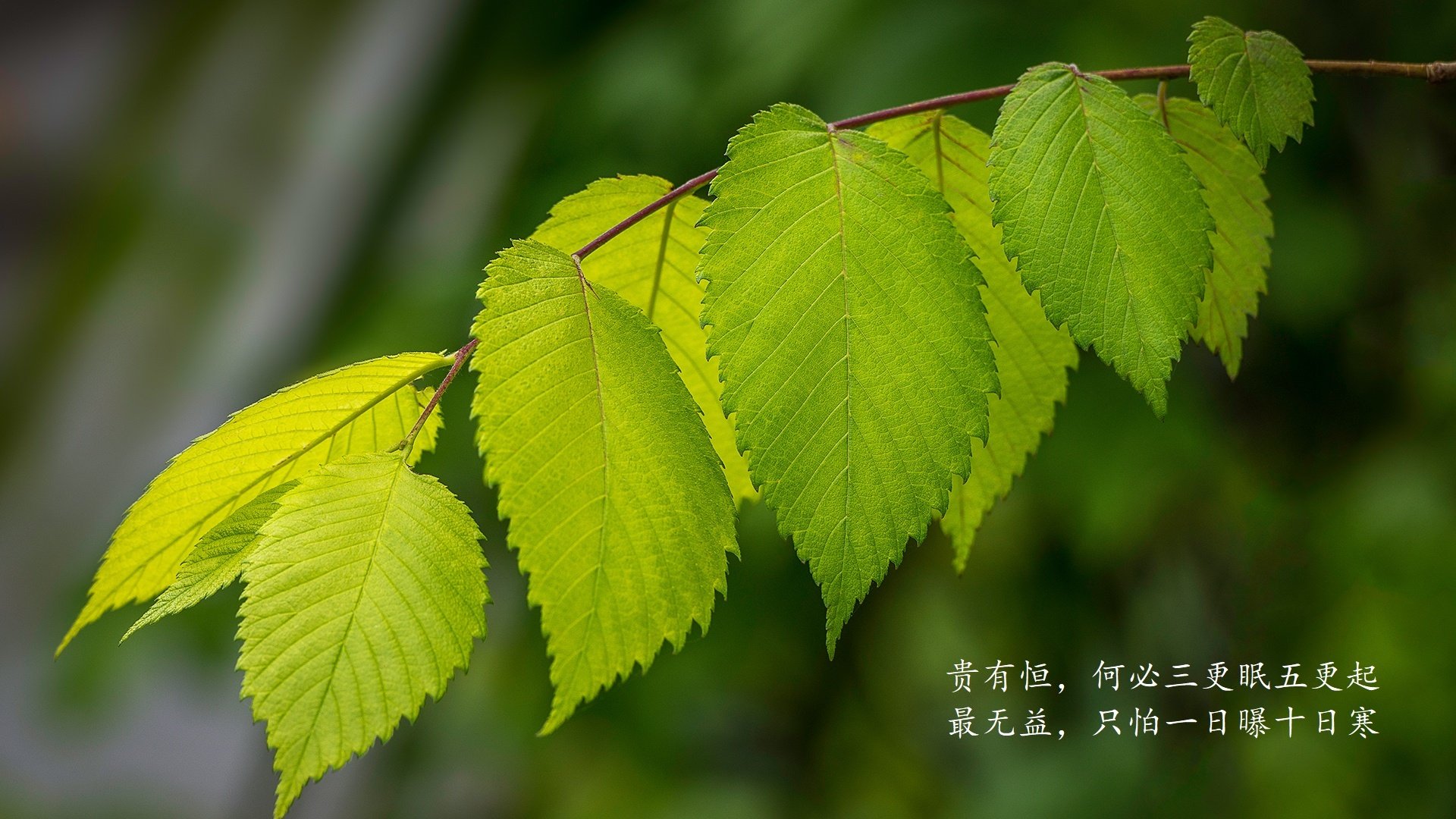罗马签下实力前锋，罗马队实力