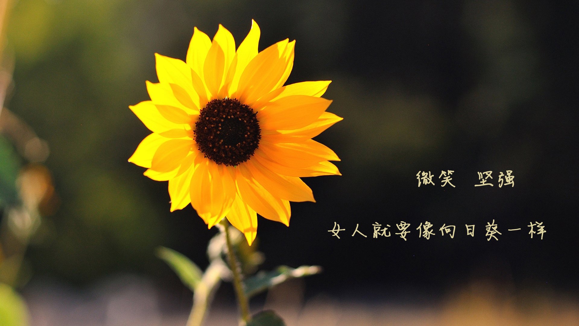 世界乒乓球团体赛中国夺得冠军，世界乒乓球团体赛中国夺得冠军了吗